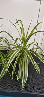 2 graslelies circa 60 cm breed, Groene kamerplant, Ophalen, Overige soorten, Minder dan 100 cm