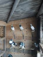 Hoogvliegers, Meerdere dieren, Postduif