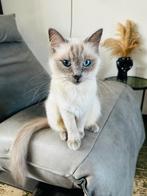 Prachtige Ragdoll poes met stamboom ter overname, Dieren en Toebehoren, Katten en Kittens | Raskatten | Langhaar, Poes, Met stamboom