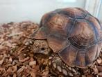 Mooie sulcata man met terrarium te koop, Dieren en Toebehoren, Schildpad, Met terrarium