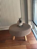 Konijn, Dieren en Toebehoren, Konijnen, Vrouwelijk