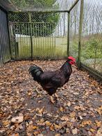 Raszuivere Red Island haan, super mooi 2025, Dieren en Toebehoren, Pluimvee