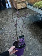 Callicarpa - Schoonvrucht struik met paarse bessen, Vaste plant, Halfschaduw, Zomer, Ophalen