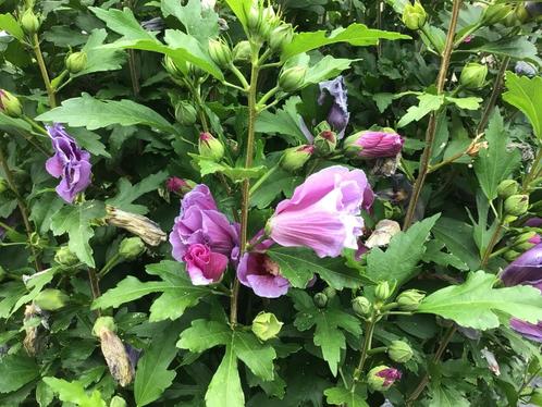 Hibiscus stekken en boompjes. Alles van eigen tuin., Tuin en Terras, Planten | Tuinplanten, Vaste plant, Overige soorten, Volle zon