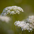 Zaden wilde peen (Daucus carota) - inheems, Ophalen of Verzenden, Voorjaar, Volle zon, Zaad