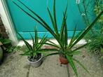 2 Sanseveria, Huis en Inrichting, Ophalen, Overige soorten, In pot, Minder dan 100 cm