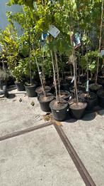 Tafel druiven italiaanse import prima voor pergola  en muur, Ophalen, Volle zon, Vaste plant, Zomer