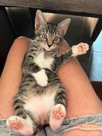 Europese korthaar blauw rus kitten, Dieren en Toebehoren, Katten en Kittens | Overige Katten, Poes