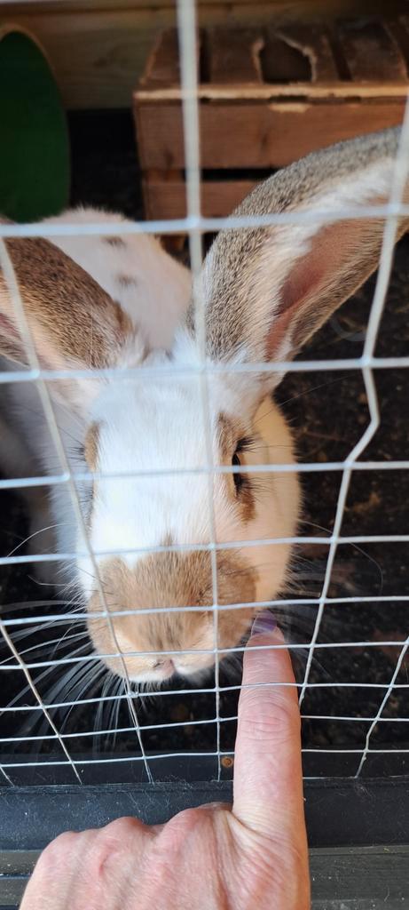 Lief konijn, Dieren en Toebehoren, Konijnen, Groot, Vrouwelijk