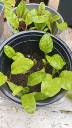 Snijbiet, Tuin en Terras, Planten | Tuinplanten, Ophalen, Eenjarig, Overige soorten, Volle zon