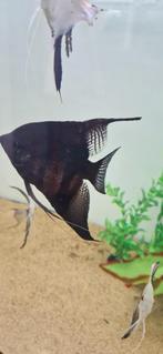 Mooie grote zwarte XL maanvis, Vis