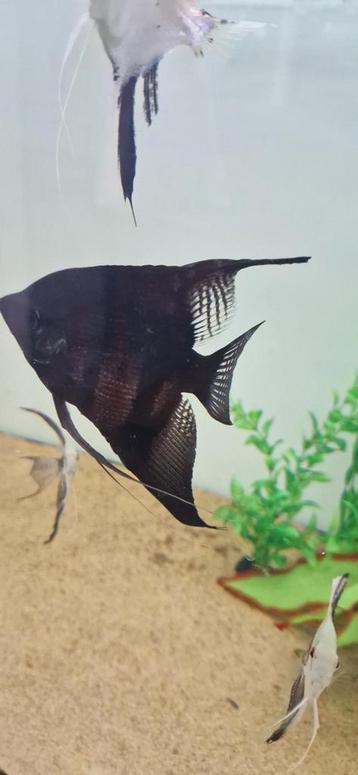 Mooie grote zwarte XL maanvis beschikbaar voor biedingen