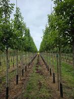 Sierpeer pyrus call chanticleer, Tuin en Terras, Planten | Bomen, Volle zon, Lente, 400 cm of meer, Overige soorten