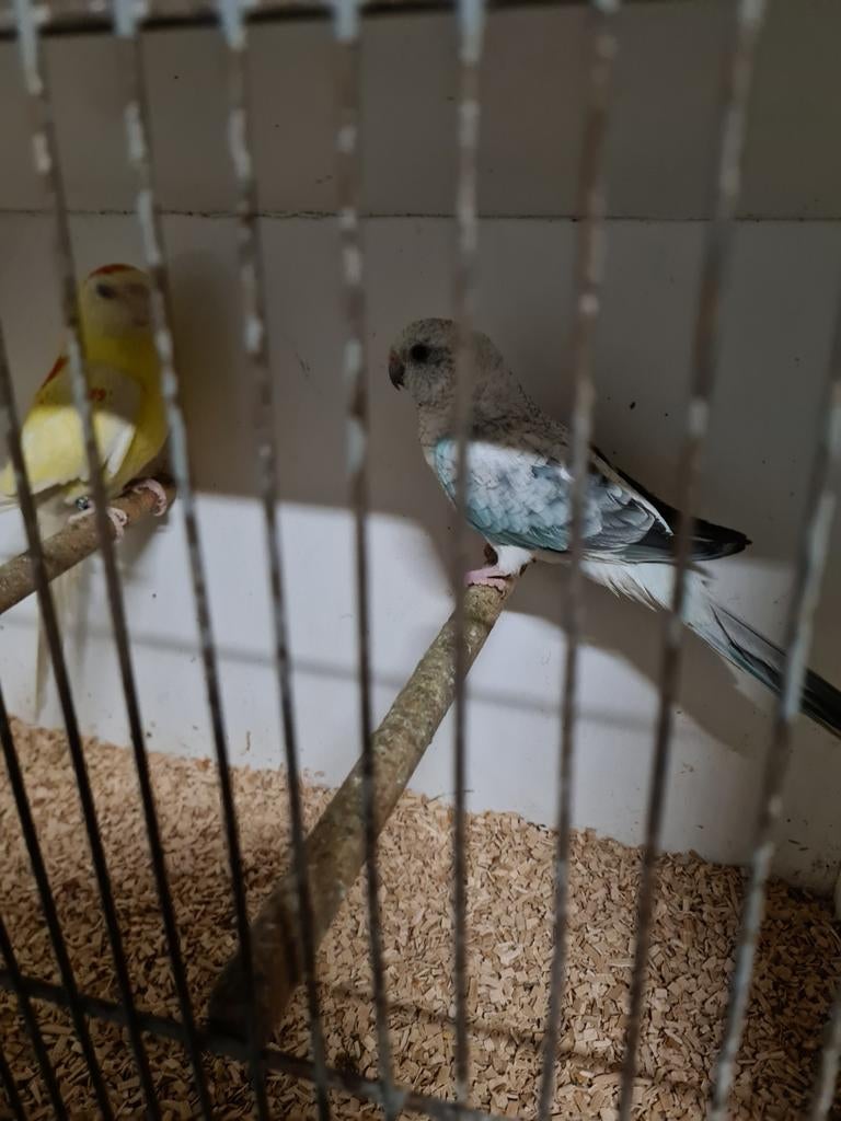 Koppel roodruggen, Meerdere dieren, Parkiet