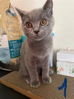Brits Korthaar kitten ter adoptie, Meerdere dieren, Gechipt, 0 tot 2 jaar