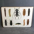 Vintage schoolplaat insecten, Antiek en Kunst, Antiek | Schoolplaten, Natuur en Biologie, Ophalen of Verzenden