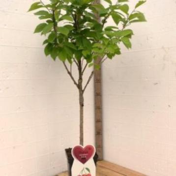 kersenbomen in pot beschikbaar voor biedingen