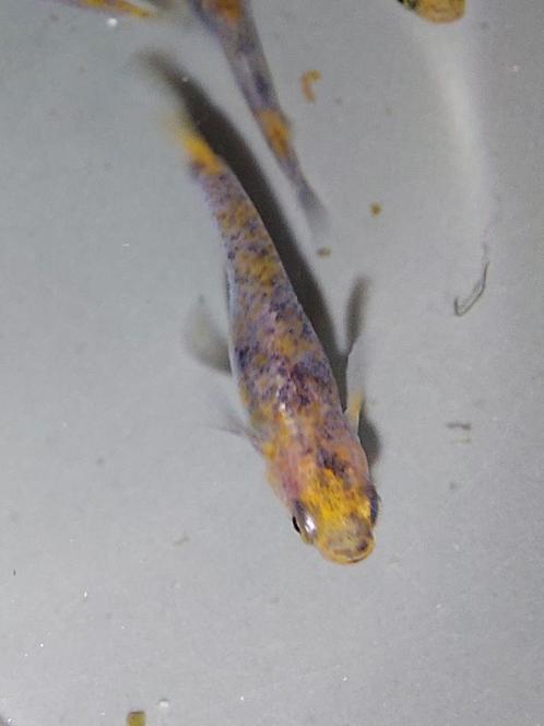 Medaka Tricolor, Dieren en Toebehoren, Vissen | Aquariumvissen, Vis