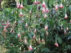 Fuchsia Boliviana, Tuin en Terras, Planten | Tuinplanten, Zomer, Ophalen of Verzenden, Overige soorten