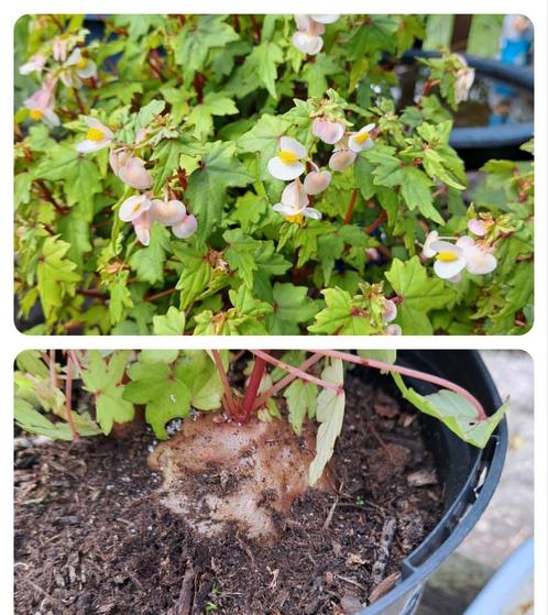 Zaden caudexplant begonia dregei, Tuin en Terras, Bloembollen en Zaden, Zaad, Voorjaar, Volle zon, Verzenden