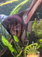 Maanvissen (eventueel een koppeltje), Dieren en Toebehoren, Vissen | Aquariumvissen, Vis