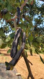 Biologische Johannesbroodbonen uit eigen boomgaard, Ophalen of Verzenden