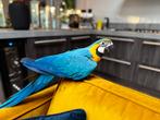 De laatste 2  blauwgele ara babys met dna en certificaat, Dieren en Toebehoren, Meerdere dieren, Papegaai