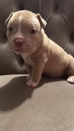 Pocket bully puppys, Dieren en Toebehoren, Parvo, Overige rassen, 8 tot 15 weken, Meerdere