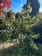 Magnolia boom, Tuin en Terras, Planten | Bomen, Lente, Overige soorten, Volle zon, Ophalen of Verzenden