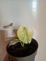 Monstera White Monster, Overige soorten, In pot, Minder dan 100 cm, Groene kamerplant
