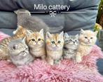 Luxury kittens Cartoon Face 100% British Shorthair en shaded, Dieren en Toebehoren, Katten en Kittens | Raskatten | Korthaar, Meerdere dieren