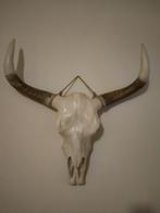 Schedel, Ophalen of Verzenden, Zo goed als nieuw