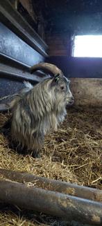 Dwergbok te koop, Dieren en Toebehoren, Mannelijk, Geit