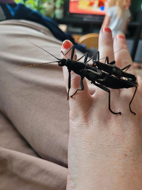 Eitjes/nimfen flappentakken psg9 en black beauties psg270, Dieren en Toebehoren, Insecten en Spinnen