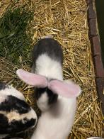 Vlaamse reuzen konijnen, Dieren en Toebehoren, Konijnen