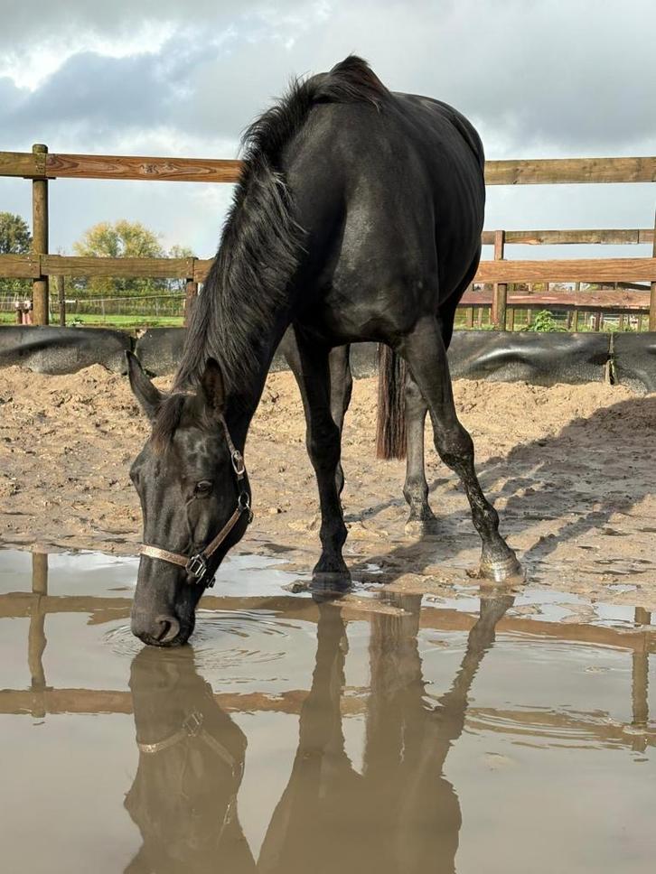 Bloedmooie , gitzwarte , correcte Kjento x Lord Leatherdale, Dieren en Toebehoren, Paarden, Merrie, Zadelmak, 170 tot 175 cm, 3 tot 6 jaar