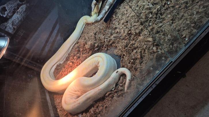 0.1 boa albino kalh
