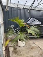 Mooie Kentia Palm (Howea forsteriana) met pot, Ophalen, 100 tot 150 cm, Palm, Halfschaduw