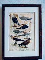 Litho Floericke Zilvermeeuw Grote Jager Kleine Jager 1922, Ophalen of Verzenden