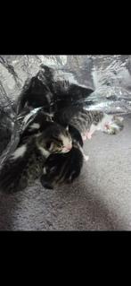 kittens zoeken een goud mandje, Dieren en Toebehoren, Katten en Kittens | Overige Katten, Meerdere dieren