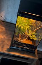 Wimper gekko met toebehoren, Overige soorten, Met terrarium, 0 tot 2 jaar