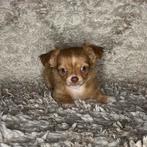 Chihuahua pup reutje (Sandy), Dieren en Toebehoren, Honden | Chihuahua's en Gezelschapshonden, Particulier, 8 tot 15 weken, Meerdere dieren
