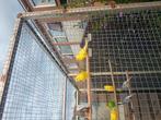 Te koop 3 jonge grasparkieten, Meerdere dieren, Parkiet