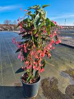 Begonia Corallina Roze Piramyde p19 (2)