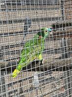 Blauwvoorhoofd amazones, Dieren en Toebehoren, Vogels | Parkieten en Papegaaien, Meerdere dieren, Papegaai, Geringd