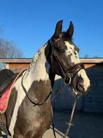 16 jarige ruin te koop, Dieren en Toebehoren, Paarden, Minder dan 160 cm, Ruin, L, 11 jaar of ouder