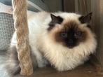 Prachtige Ragdoll kittens met stamboom, Meerdere dieren, Gechipt, 0 tot 2 jaar