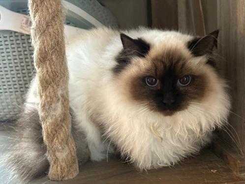 Prachtige Ragdoll kittens met stamboom, Dieren en Toebehoren, Katten en Kittens | Raskatten | Langhaar, Meerdere dieren, 0 tot 2 jaar
