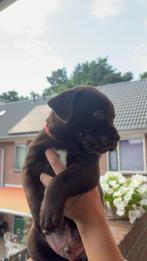 Old English Bulldog - Labrador Puppy’s MOGEN BIJNA WEG!, Dieren en Toebehoren, Meerdere, Meerdere dieren, Nederland, Particulier