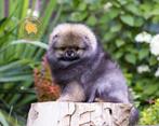 Pomeriaan pups, Particulier, Reu, 8 tot 15 weken, Buitenland